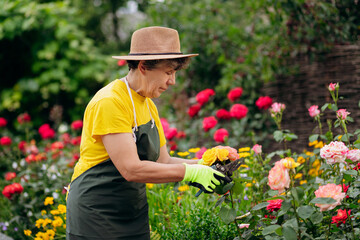 Senior woman gardener in a hat working in her yard and trimming flowers with secateurs. The concept of gardening, growing and caring for flowers and plants.