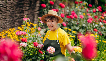 Portrait of a Senior woman gardener in a hat working in her yard with roses. The concept of gardening, growing and caring for flowers and plants.