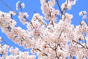 日本の満開の桜　桜前線到来の卒業と入学の季節
Cherry blossoms in full bloom in Japan Season of graduation and admission with the arrival of the cherry blossom front
