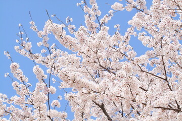 日本の満開の桜　桜前線到来の卒業と入学の季節
Cherry blossoms in full bloom in Japan Season of graduation and admission with the arrival of the cherry blossom front
