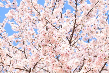 日本の満開の桜　桜前線到来の卒業と入学の季節
Cherry blossoms in full bloom in Japan Season of graduation and admission with the arrival of the cherry blossom front
