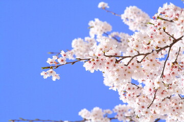 日本の満開の桜　桜前線到来の卒業と入学の季節
Cherry blossoms in full bloom in Japan Season of graduation and admission with the arrival of the cherry blossom front
