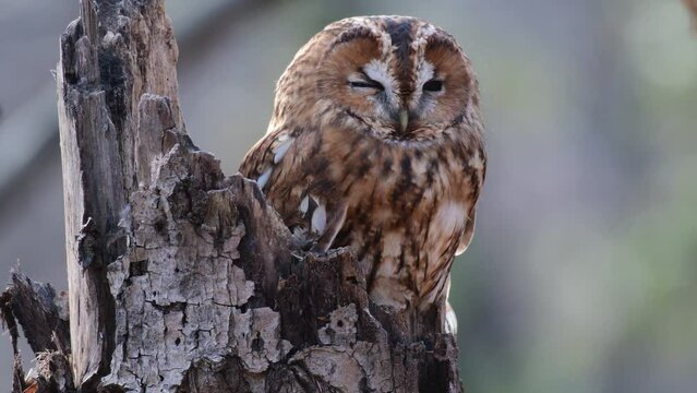 Tawny owl in the autumn forest. Strix aluco. Owl sits on a broken tree trunk. The owl is resting.
