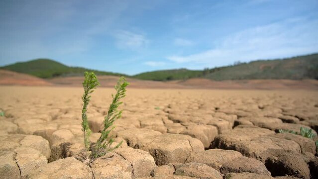 Surviving green plant on sandy dry soil during drought climate ecological disaster. Macro in perspective.