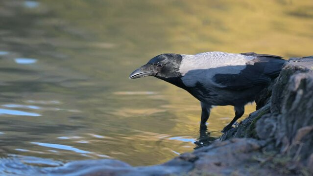 Birds Hooded Crow Corvus cornix. Raven takes food from the water.