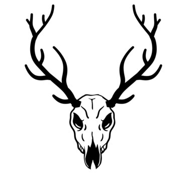 Skull of deer. Hunting trophy with horns. Antler of stag or reindeer. Scary black and white drawing for Halloween.