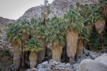 Palm Oasis