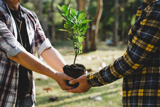 Two men planting a tree concept of world environment day planting forest, nature, and ecology A young man's hands are planting saplings and trees that grow in the soil while working to save the world.