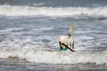 mostly white border  collie dog playing happily with a stick in the sea
