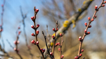Apricot buds in early spring