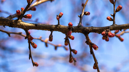 Branch details with buds in early spring