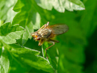 Macro picture of small fly on the leaves