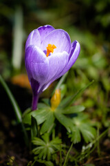 Obraz premium Wiosenny krokus