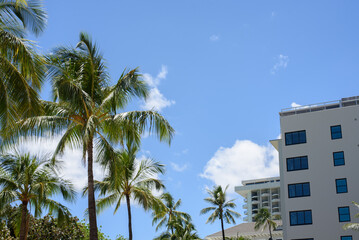 Fototapeta na wymiar Palm tree in city with blue sky 