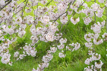 川の桜並木　両側から桜が川に垂れ綺麗な風景
A row of cherry blossom trees in the river: Beautiful scenery with cherry blossoms hanging from both sides of the river
