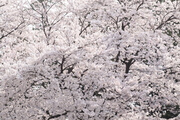 日本の満開の桜　桜前線到来の卒業と入学の季節
Cherry blossoms in full bloom in Japan Season of graduation and admission with the arrival of the cherry blossom front
