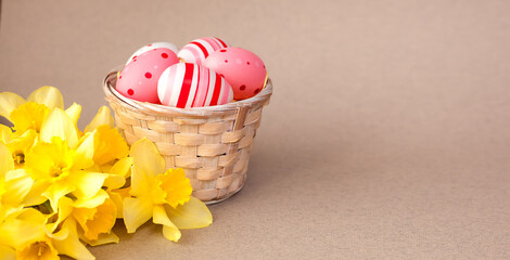 Basket with Easter eggs stands on a beige background near the flowers of daffodils. Concept the holiday of Easter, Christ is risen. Place for text. close-up. Striped eggs and eggs to a point. Banner