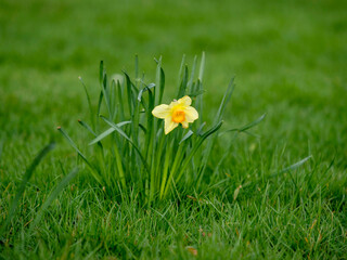 Daffodil flower in the spring garden