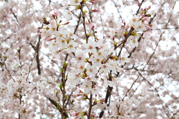 日本の満開の桜　桜前線到来の卒業と入学の季節
Cherry blossoms in full bloom in Japan Season of graduation and admission with the arrival of the cherry blossom front

