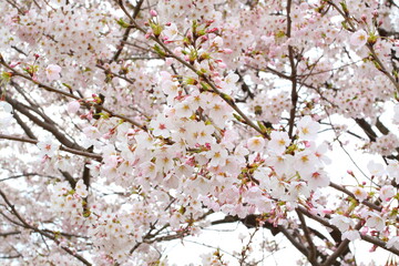 日本の満開の桜　桜前線到来の卒業と入学の季節
Cherry blossoms in full bloom in Japan Season of graduation and admission with the arrival of the cherry blossom front
