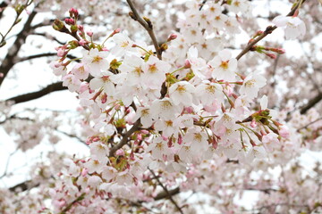 Obraz premium 日本の満開の桜 桜前線到来の卒業と入学の季節 Cherry blossoms in full bloom in Japan Season of graduation and admission with the arrival of the cherry blossom front 