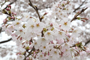 日本の満開の桜　桜前線到来の卒業と入学の季節
Cherry blossoms in full bloom in Japan Season of graduation and admission with the arrival of the cherry blossom front

