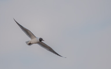 bird, möve, fliegender, himmel, fliegen, gull, fliege, blau, flügel