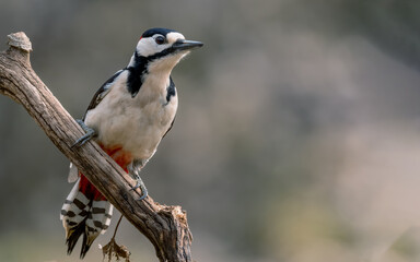 Obraz premium bird, natur, wild lebende tiere, specht, tier, wild, baum, ast, schnabel, jägerliest,