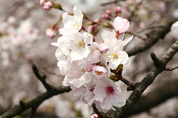 日本の満開の桜　桜前線到来の卒業と入学の季節
Cherry blossoms in full bloom in Japan Season of graduation and admission with the arrival of the cherry blossom front
