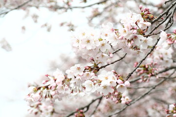日本の満開の桜　桜前線到来の卒業と入学の季節 Cherry blossoms in full bloom in Japan Season of graduation and admission with the arrival of the cherry blossom front 