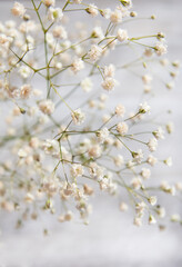 Baby Gypsophila Breath Flowers, Light, Airy Small White Flowers Selective Focus