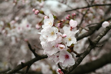 日本の満開の桜　桜前線到来の卒業と入学の季節
Cherry blossoms in full bloom in Japan Season of graduation and admission with the arrival of the cherry blossom front
