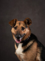 portrait of a beautiful dog on a brown canvas. Mix of breeds. Pet in the studio, artistic photo on the background