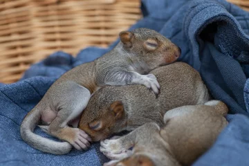 Schilderijen op glas Sleepy baby squirrels in basket © SHELL