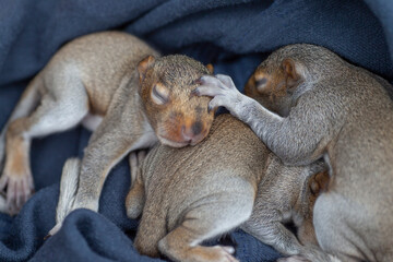 Sleepy baby squirrels in basket