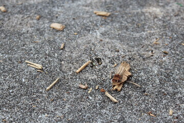 Broken pieces of wood on the cement 