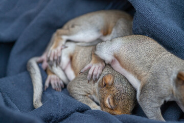 Sleepy baby squirrels in basket