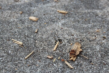 Broken pieces of wood on the cement 