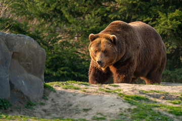 Fototapeta premium brown bear in the forest