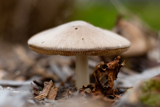 mushroom in the forest