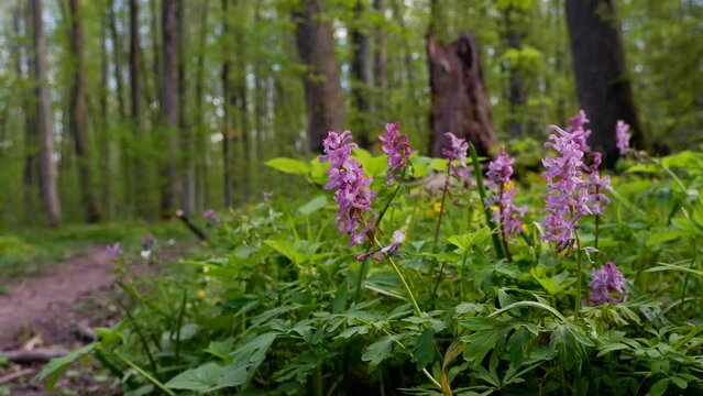 pink fumewort flowers enjoy tender breeze on a wood meadow, dirt road and blurred tree trunks in background, romantic travel mood, spring awakening and explore idea footage