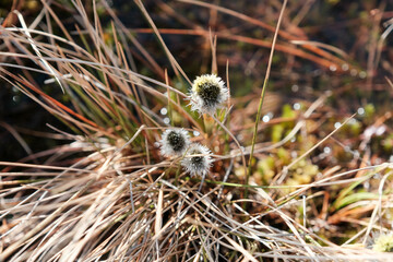 plants, flowers. early spring swamp Estonia Tuhu