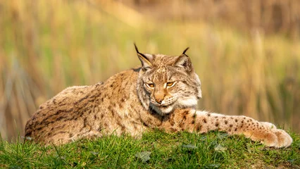 Fotobehang Lynx lynx in the forest  © jwan