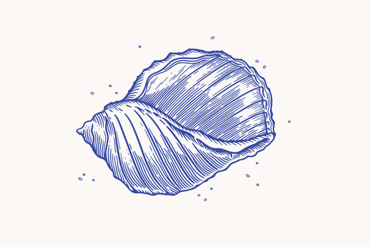 Hand-drawn sea shell rapana. Blue shell of a ocean mollusk on a light background. Vector illustration in vintage style.