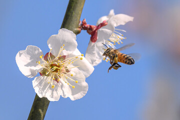 honey bee collecting pollen of a plum blossom
