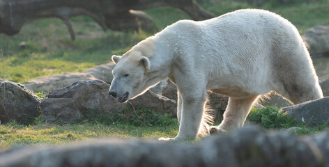 polar bear in zoo