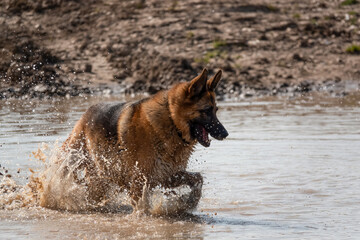 beautiful german shepherd alsation (Canis lupus familiaris) bitch plays in deep muddy water