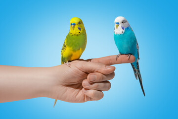 Two blue and yellow wavy parrots sitting on hand on blue background
