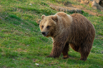 Fototapeta premium brown bear 