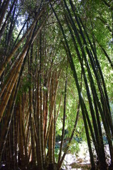 Majestic giant bamboo (Dendrocalamus giganteus)